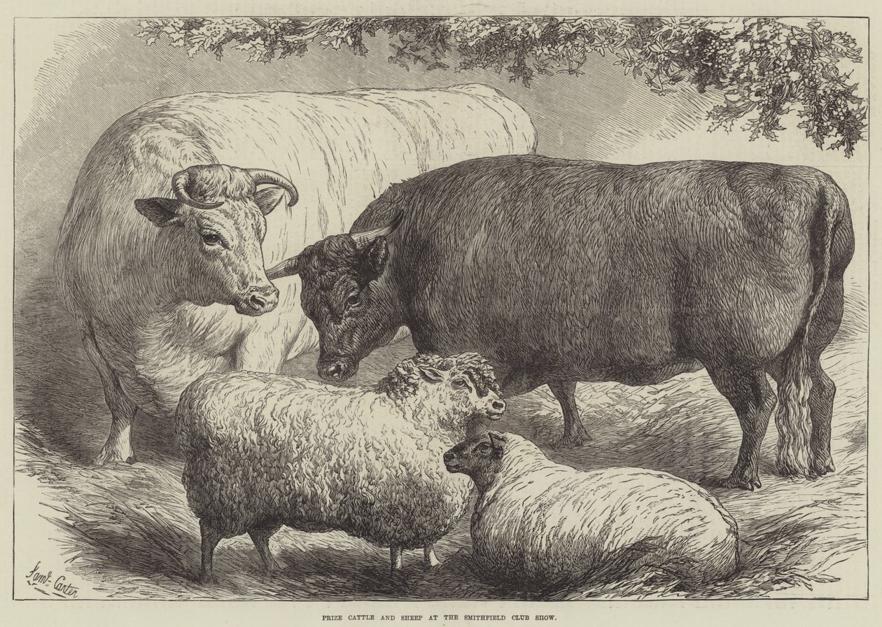 Prize Cattle and Sheep at the Smithfield Club Show by Samuel John Carter