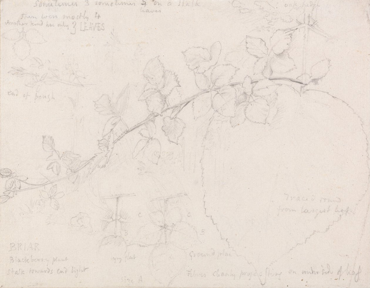 Brambles by Samuel Palmer