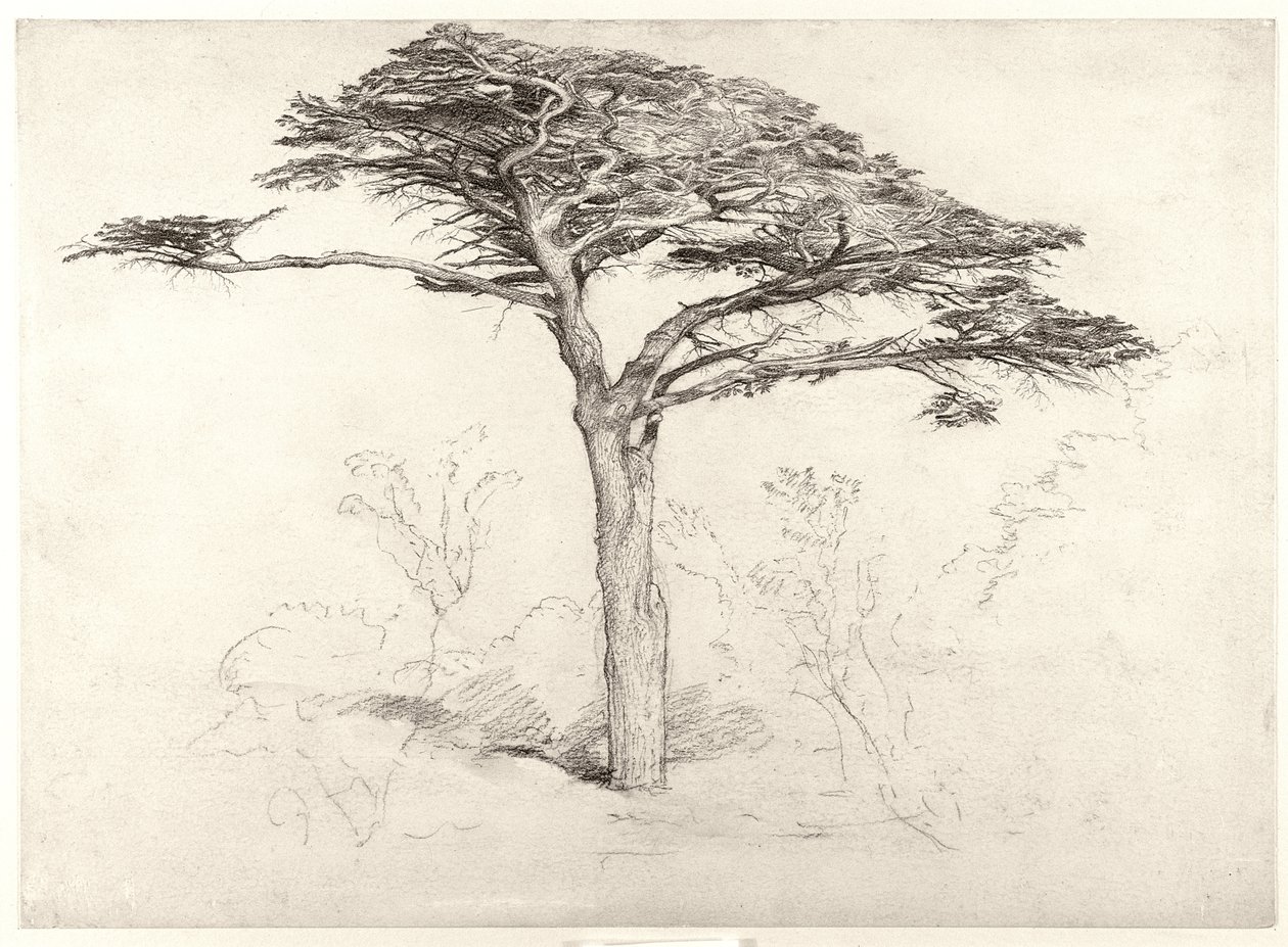 Old Cedar Tree in Botanic Garden, Chelsea by Samuel Palmer