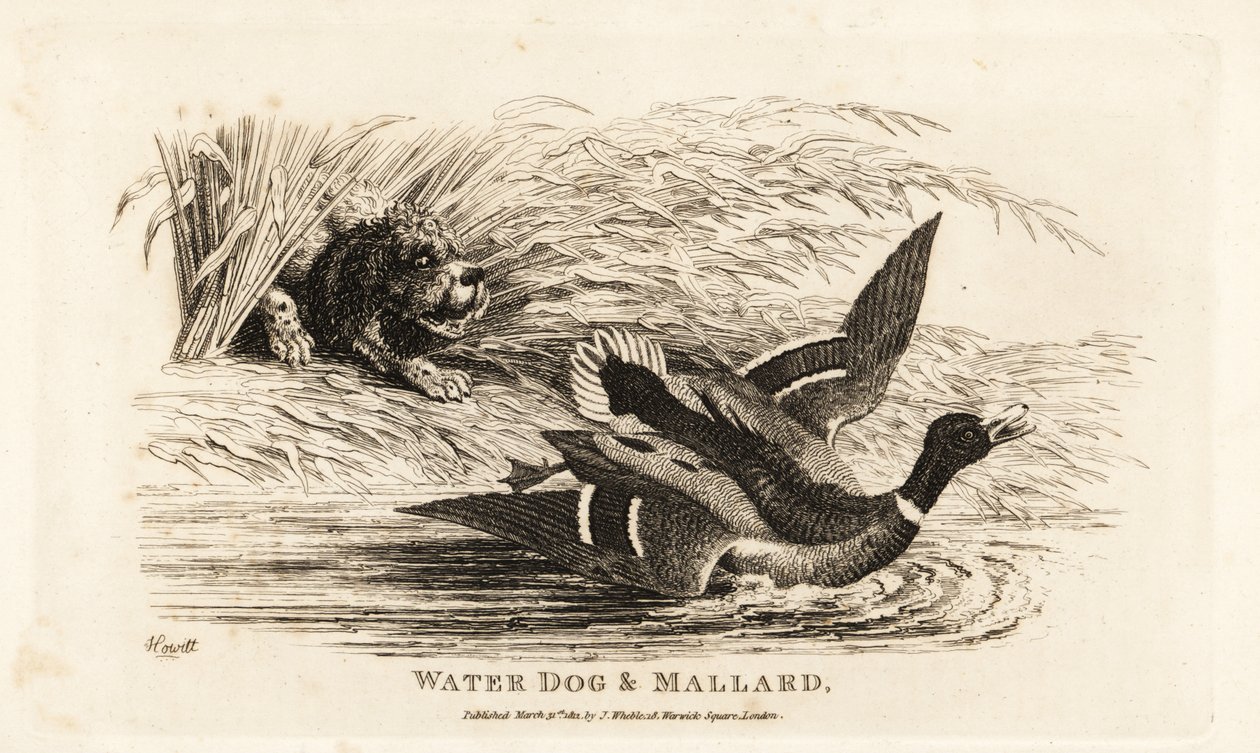 Water dog and mallard by Samuel (after) Howitt