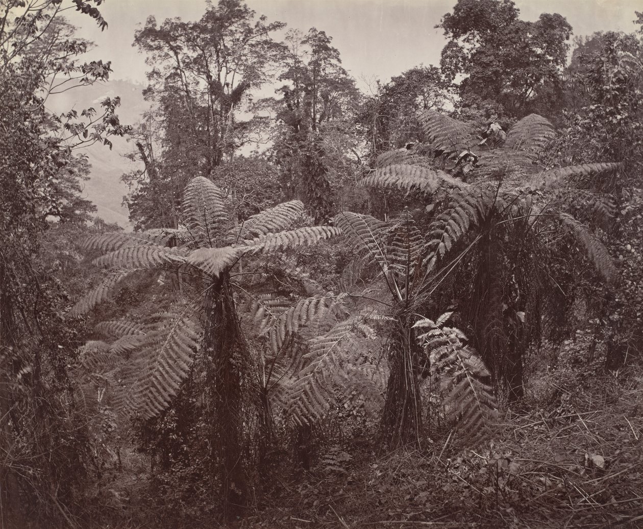 Darjeeling, Group of Tree Ferns at Lebong by Samuel Bourne