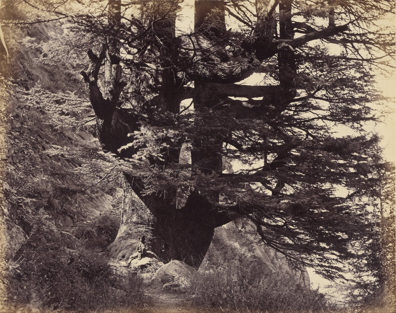 Simla- Great Deodar, 42 Feet in Circumference by Samuel Bourne