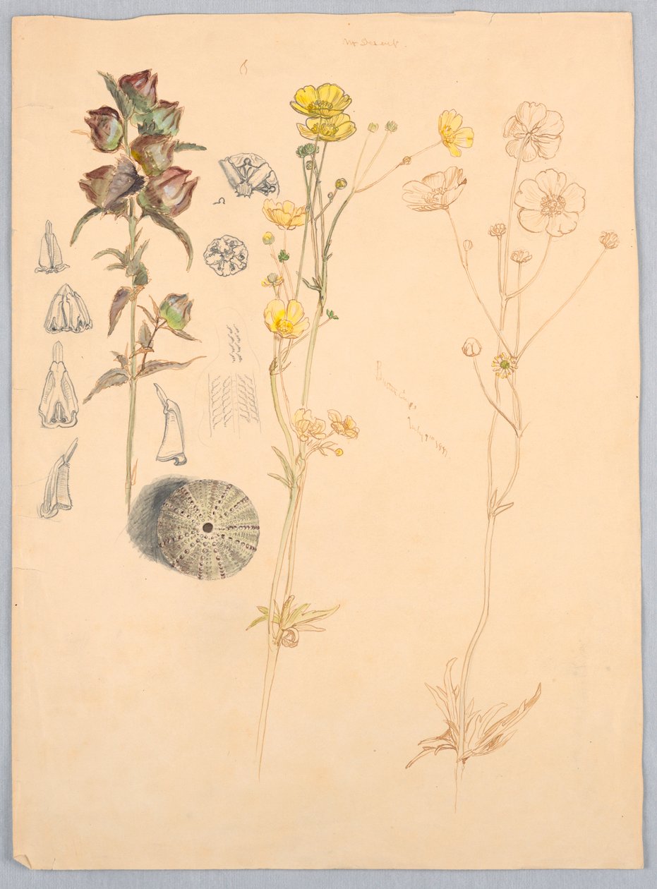 Buttercups, Mt. Desert by Samuel Colman