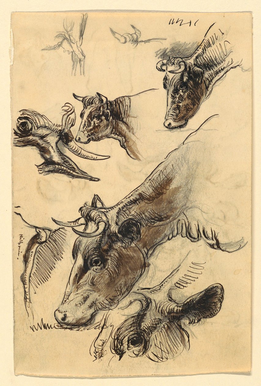 Drawing, Sketches. Cattle, Irvington, September 1876 by Samuel Colman