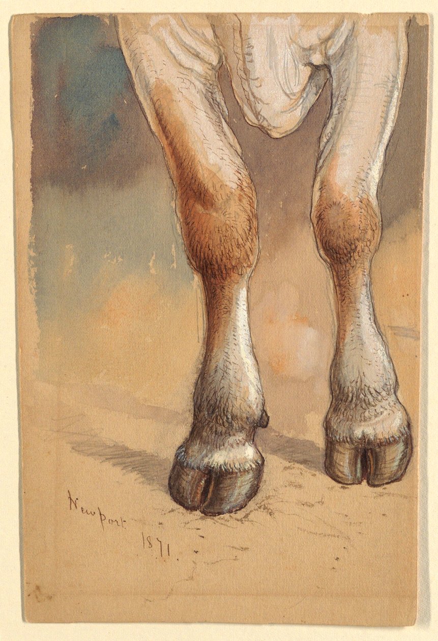 Studies After Cattle by Samuel Colman