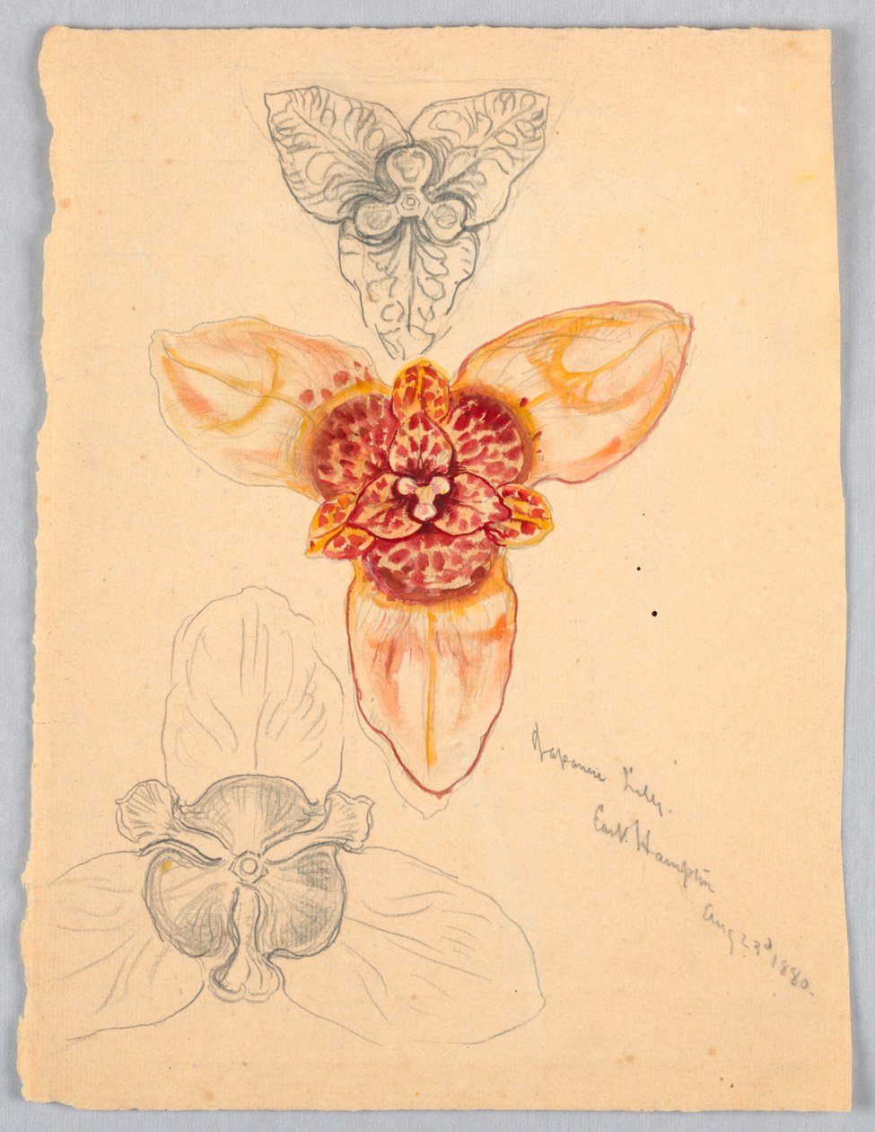 Japanese Lily, East Hampton by Samuel Colman