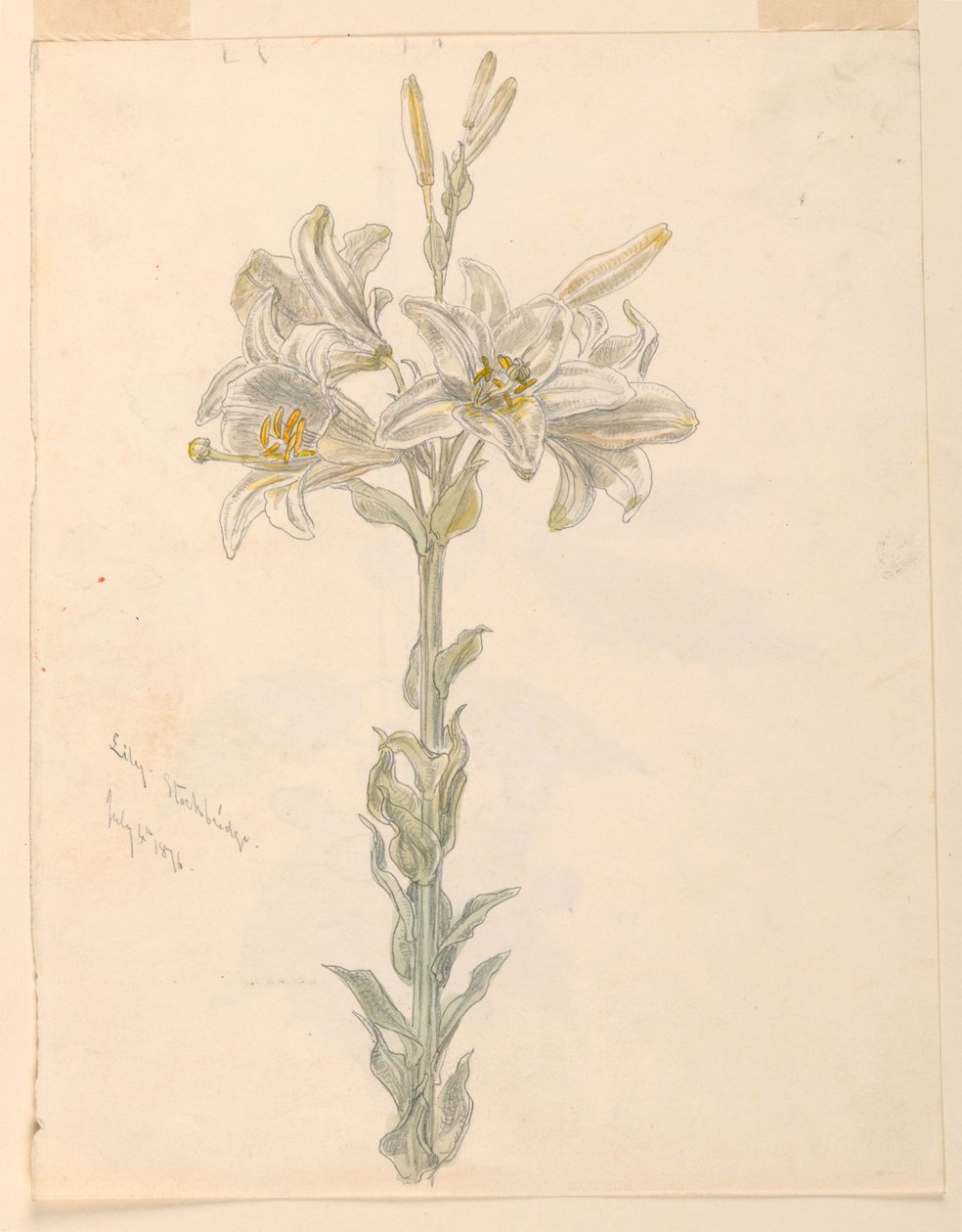 Lily, Stockbridge by Samuel Colman