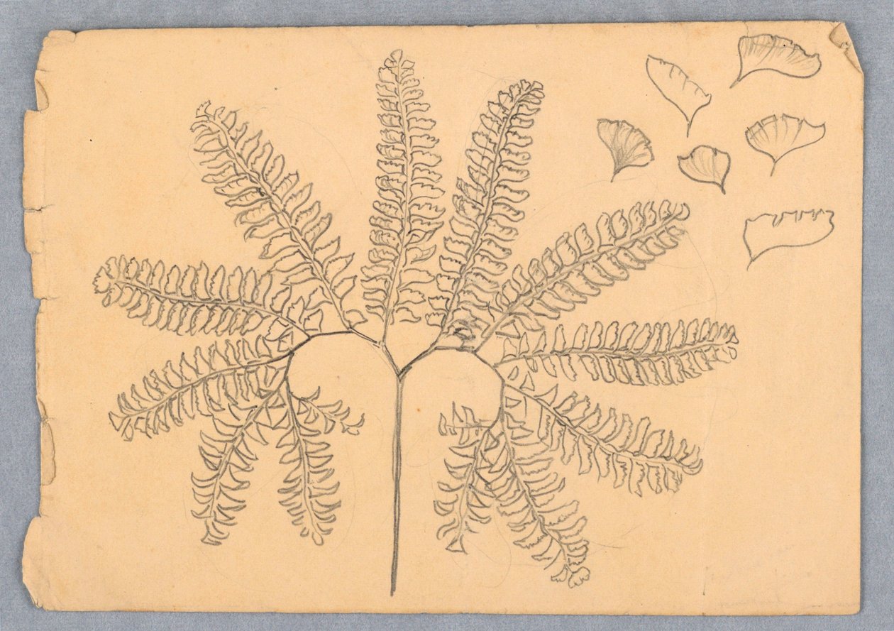 Maidenhair Fern by Samuel Colman