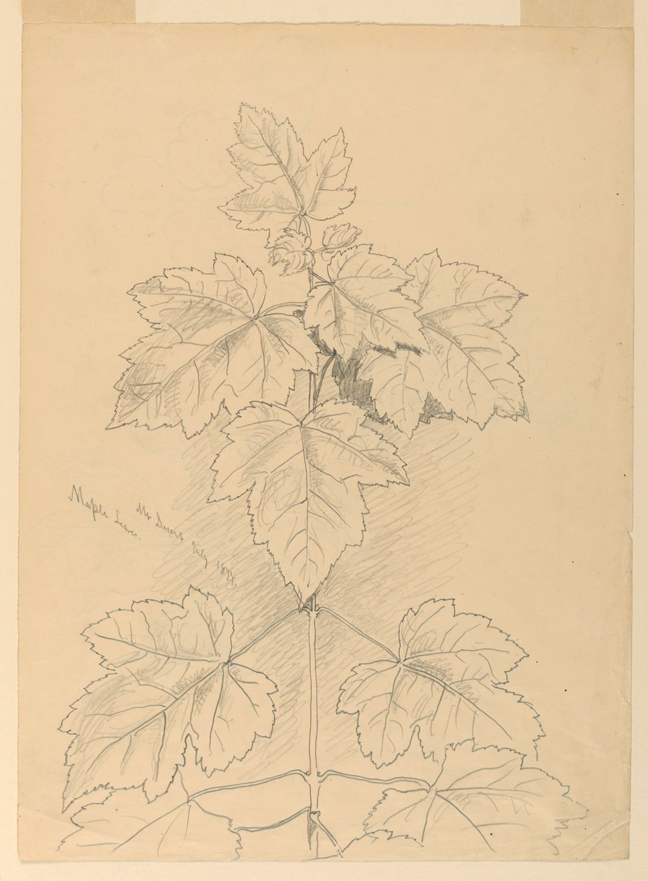 Maple Leaves, Mt. Desert by Samuel Colman