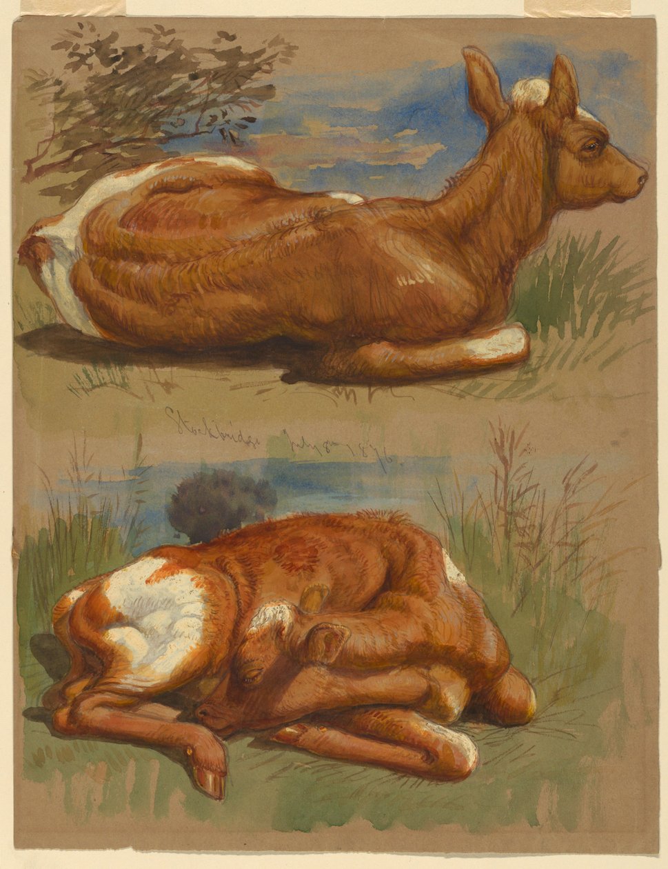 Studies of Calves, Stockbridge by Samuel Colman
