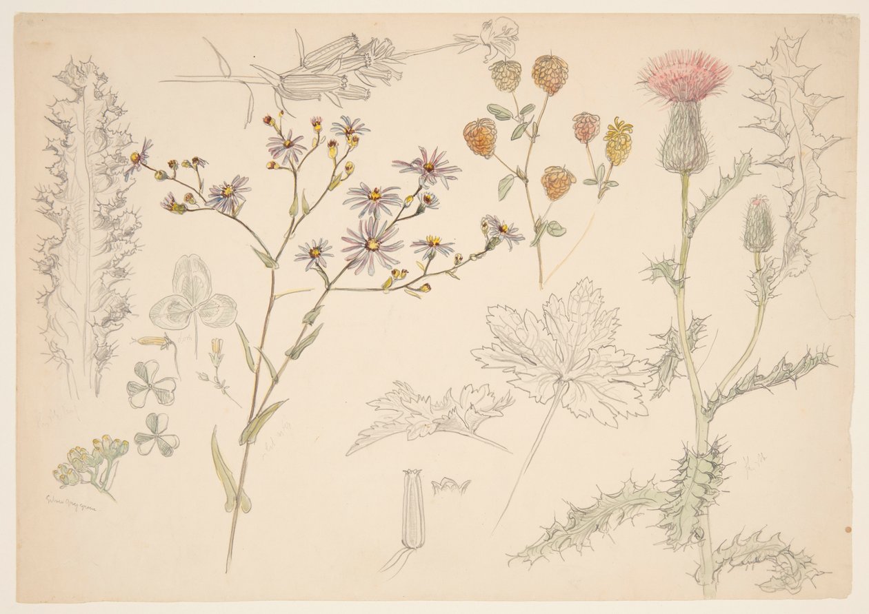 Studies of Meadow Flowers by Samuel Colman