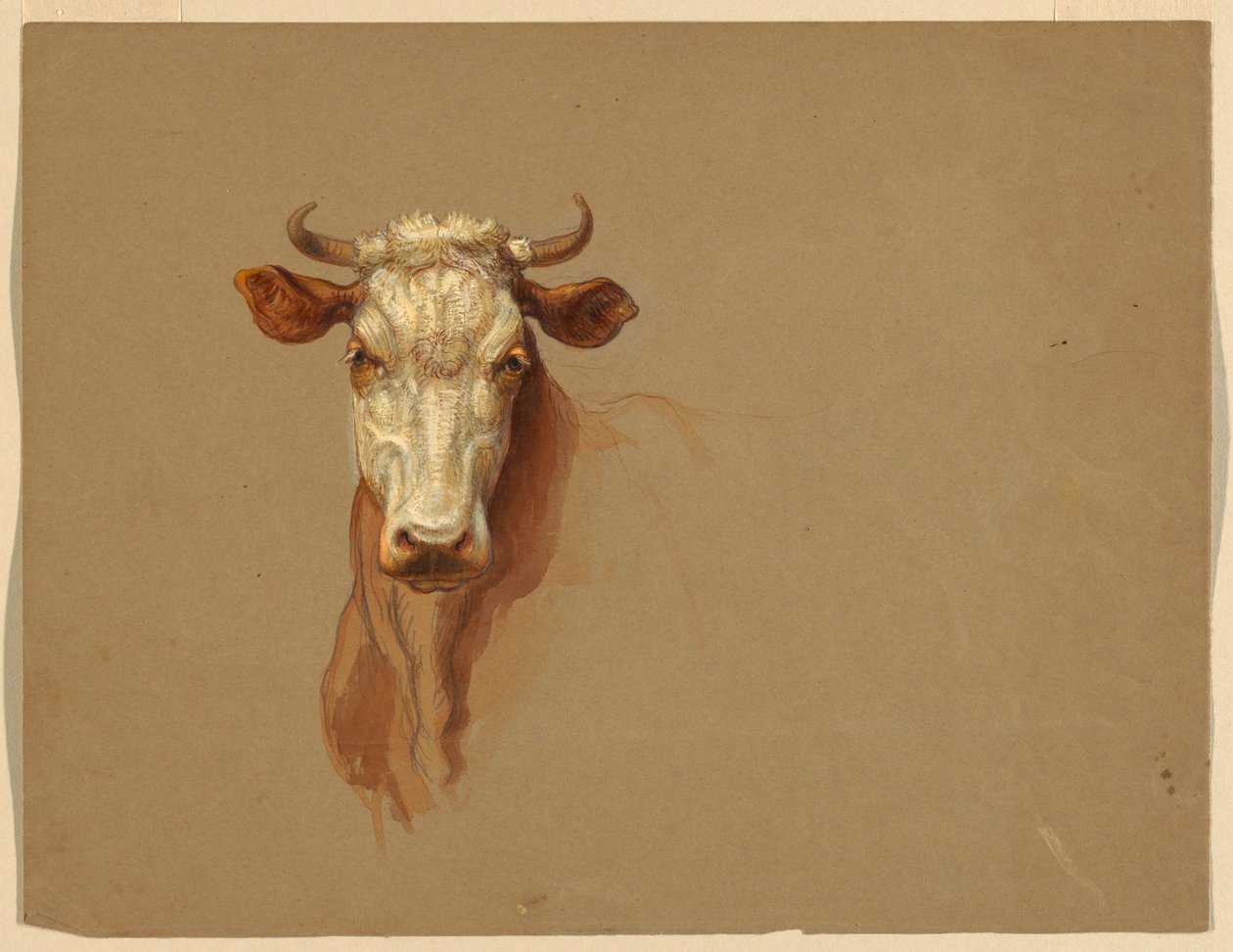 Two Studies of Cattle by Samuel Colman