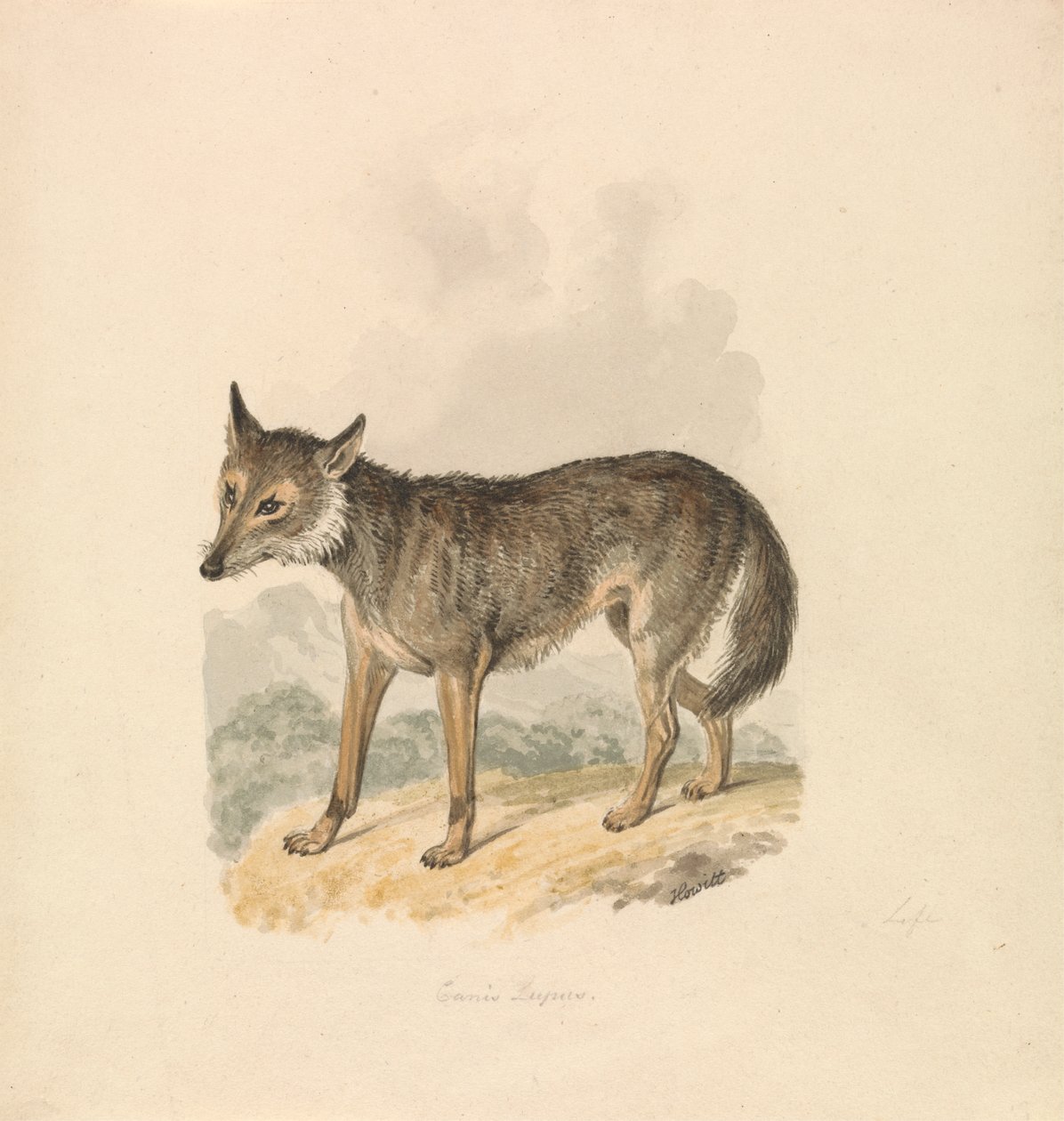 Canis Lupus, or Gray Wolf by Samuel Howitt