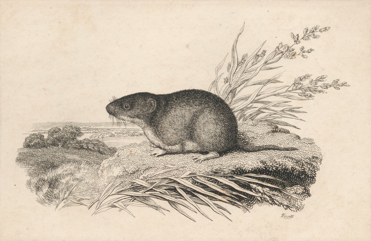 Muskrat by Samuel Howitt