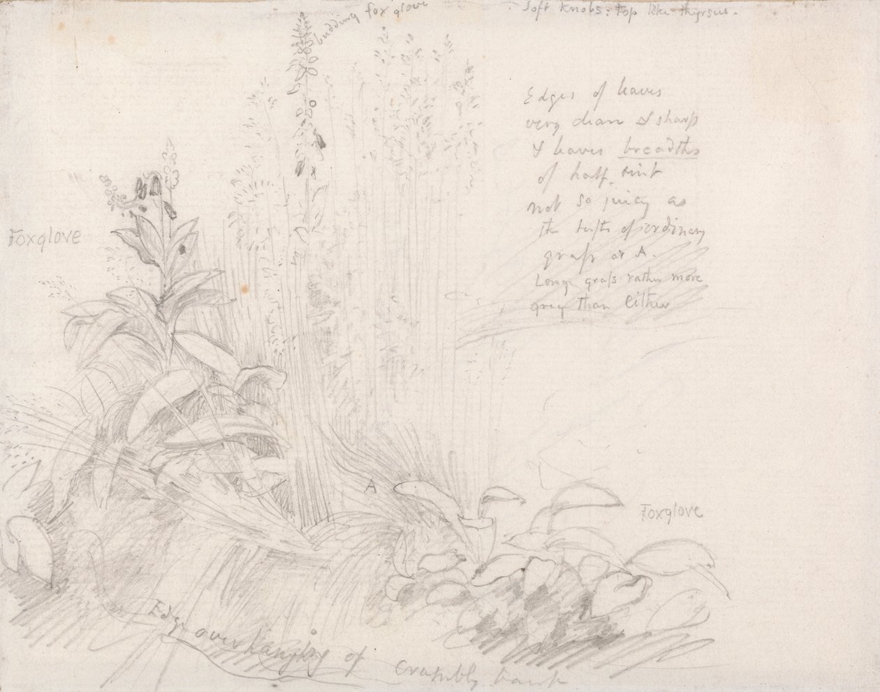 Foxgloves by Samuel Palmer