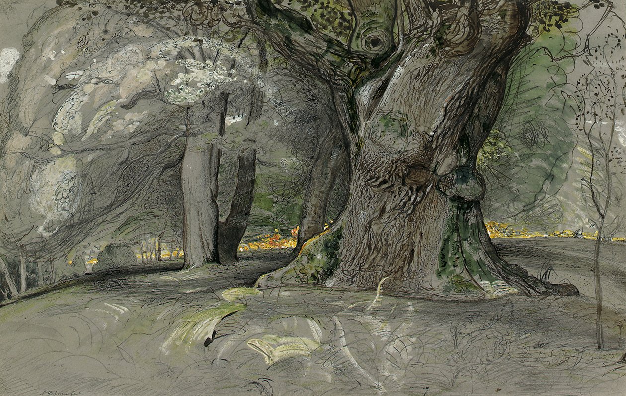 Oak Tree and Beech, Lullingstone Park by Samuel Palmer