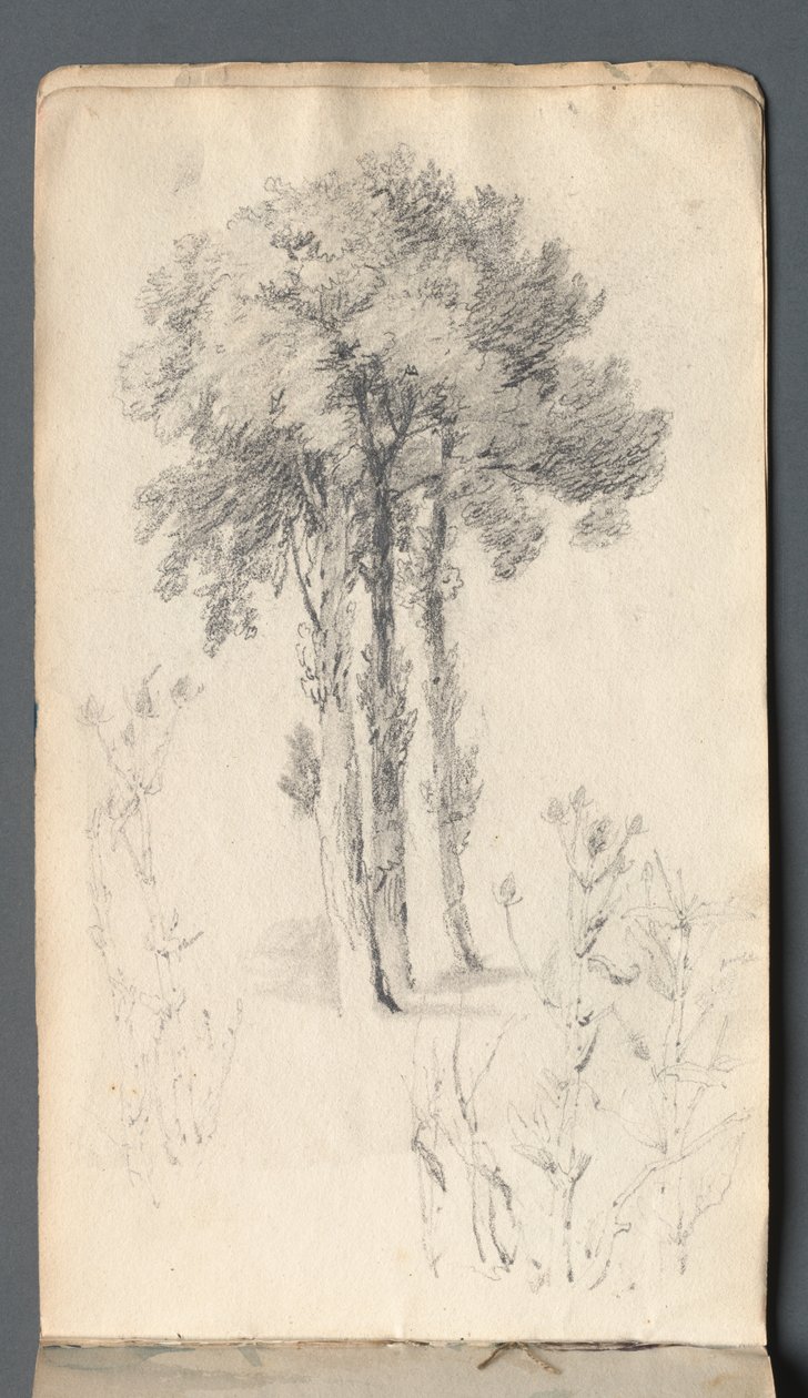 Sketchbook: Tree Study by Samuel Prout