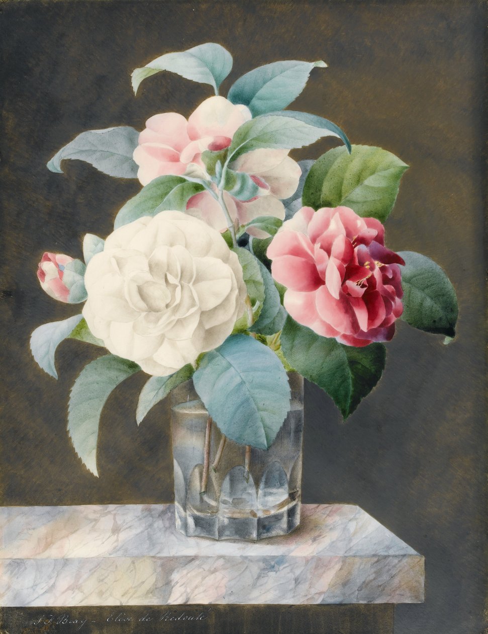 A Cut Glass Vase Containing White, Pink and Red Camelias on a Variegated Marble Slab by Sarah Bray