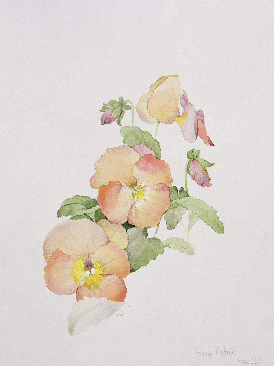 Pansy Hybrids Bambini by Sarah Creswell