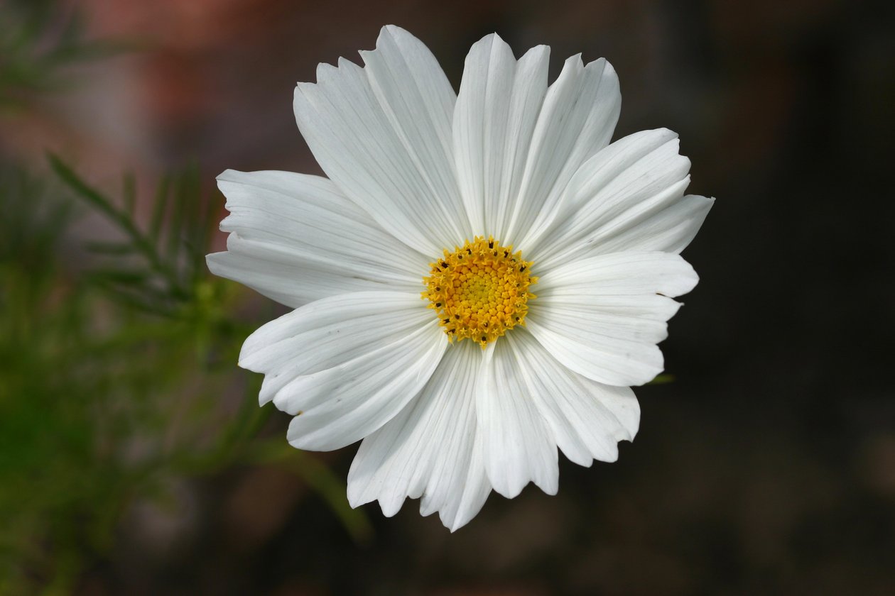 Garsington Cosmos, 2009 by Sarah OToole