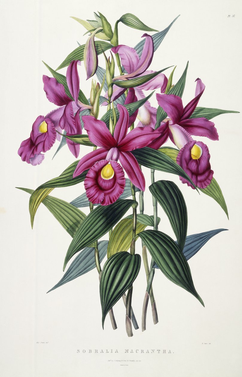 Sobralia Macrantha, c.1837-43 by Miss Drake