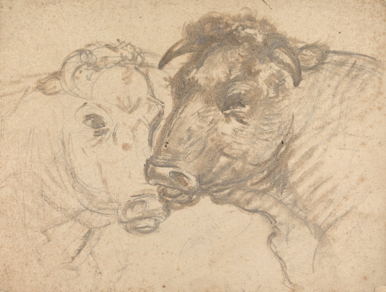 Two Bulls by Sawrey Gilpin