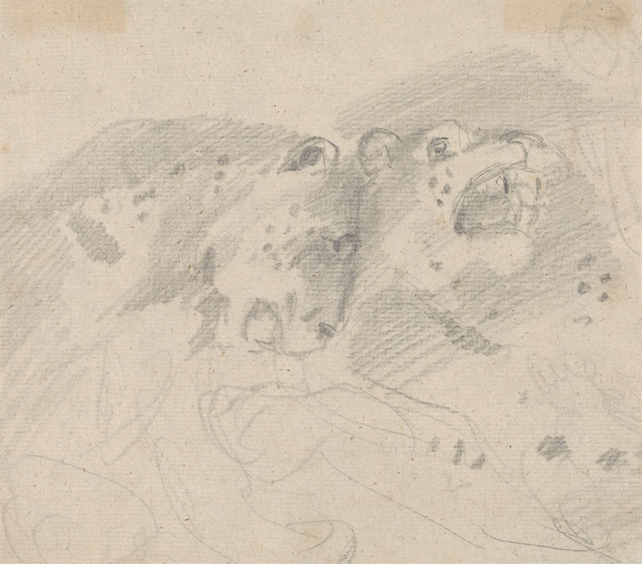Two Leopards by Sawrey Gilpin