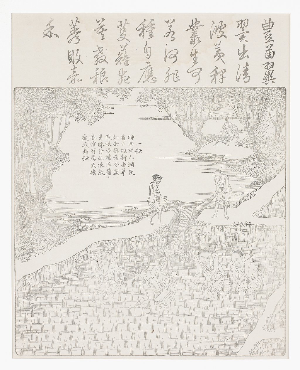 Irrigating the rice by School Chinese