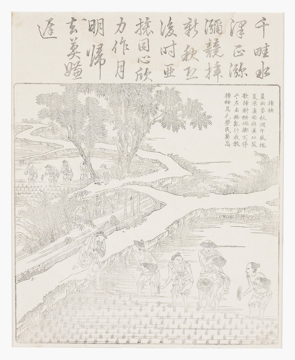 Planting the Rice by School Chinese