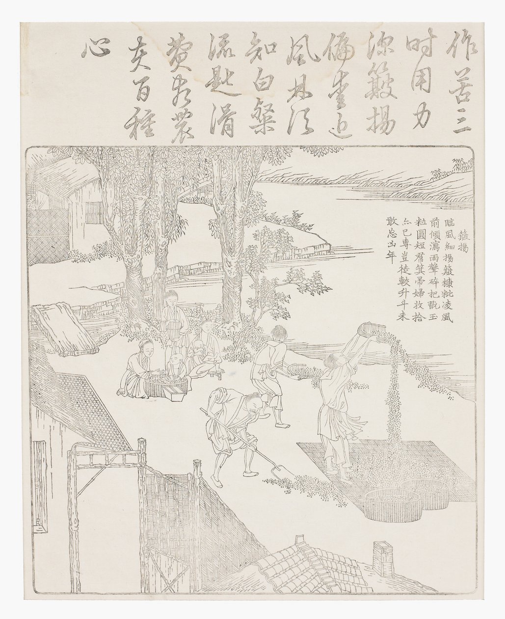 Winnowing the Rice by School Chinese