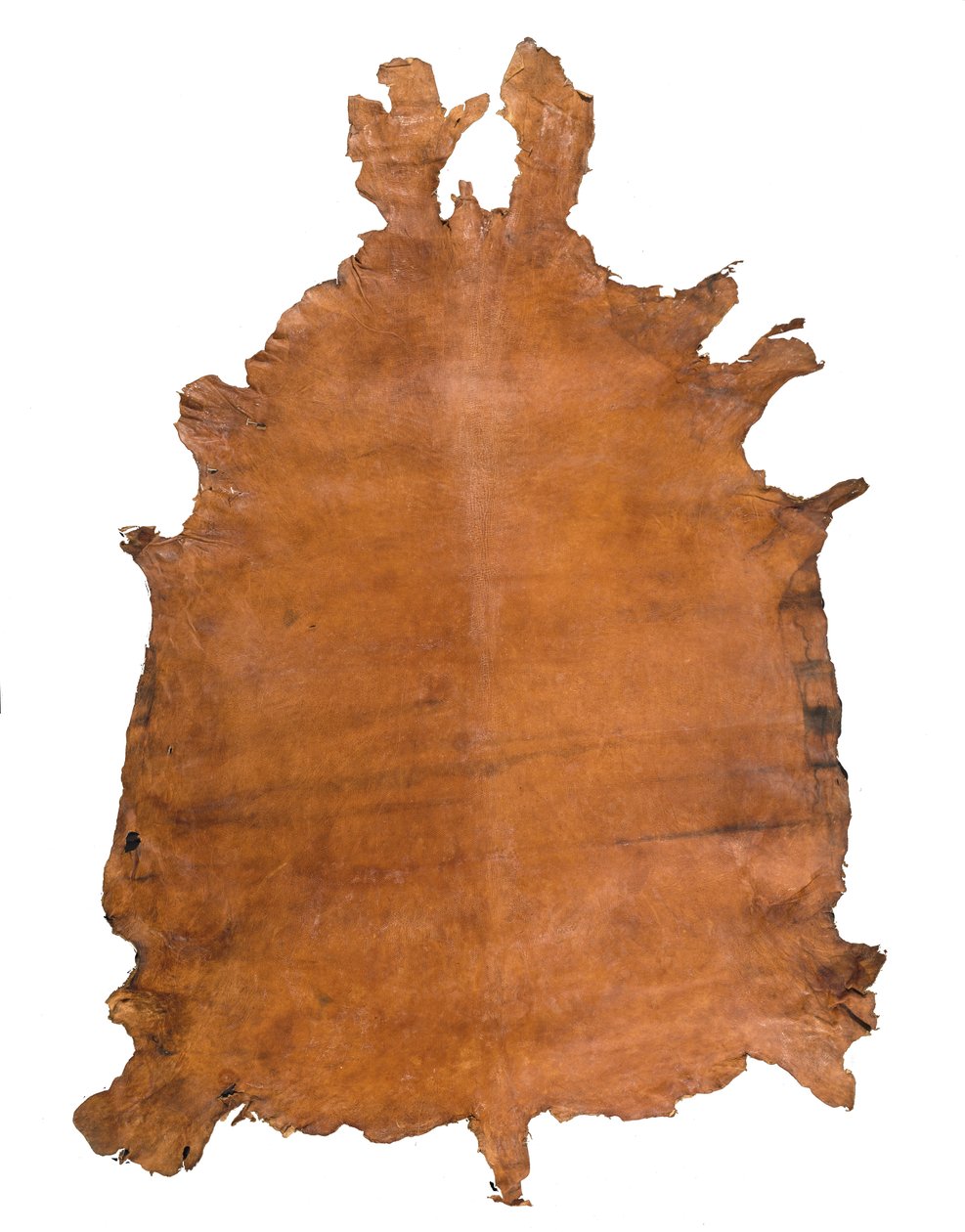 Animal Hide by School Russian