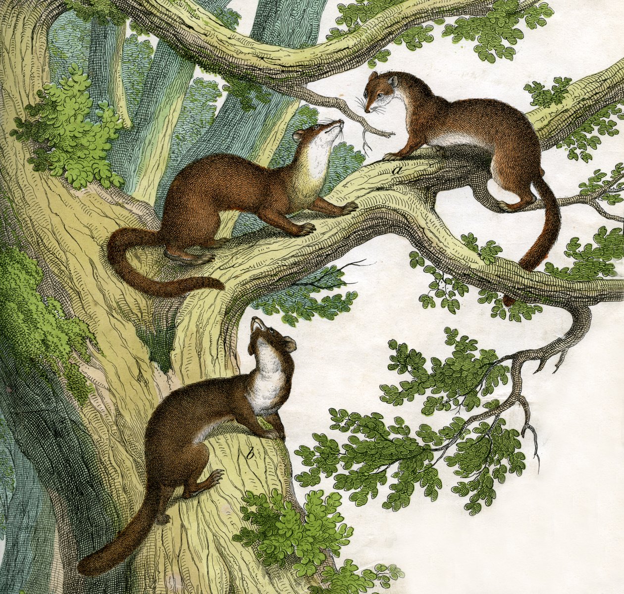 Antique Print of Three Martens by Scottish School
