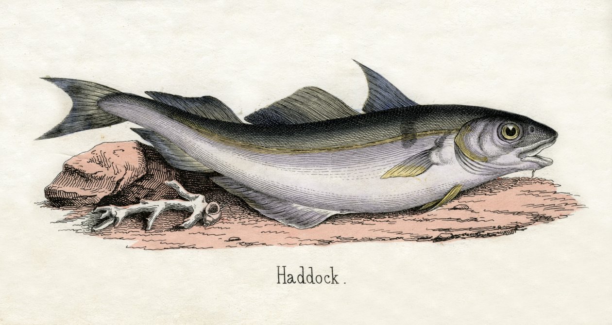 Antique Print of a Haddock by Scottish School