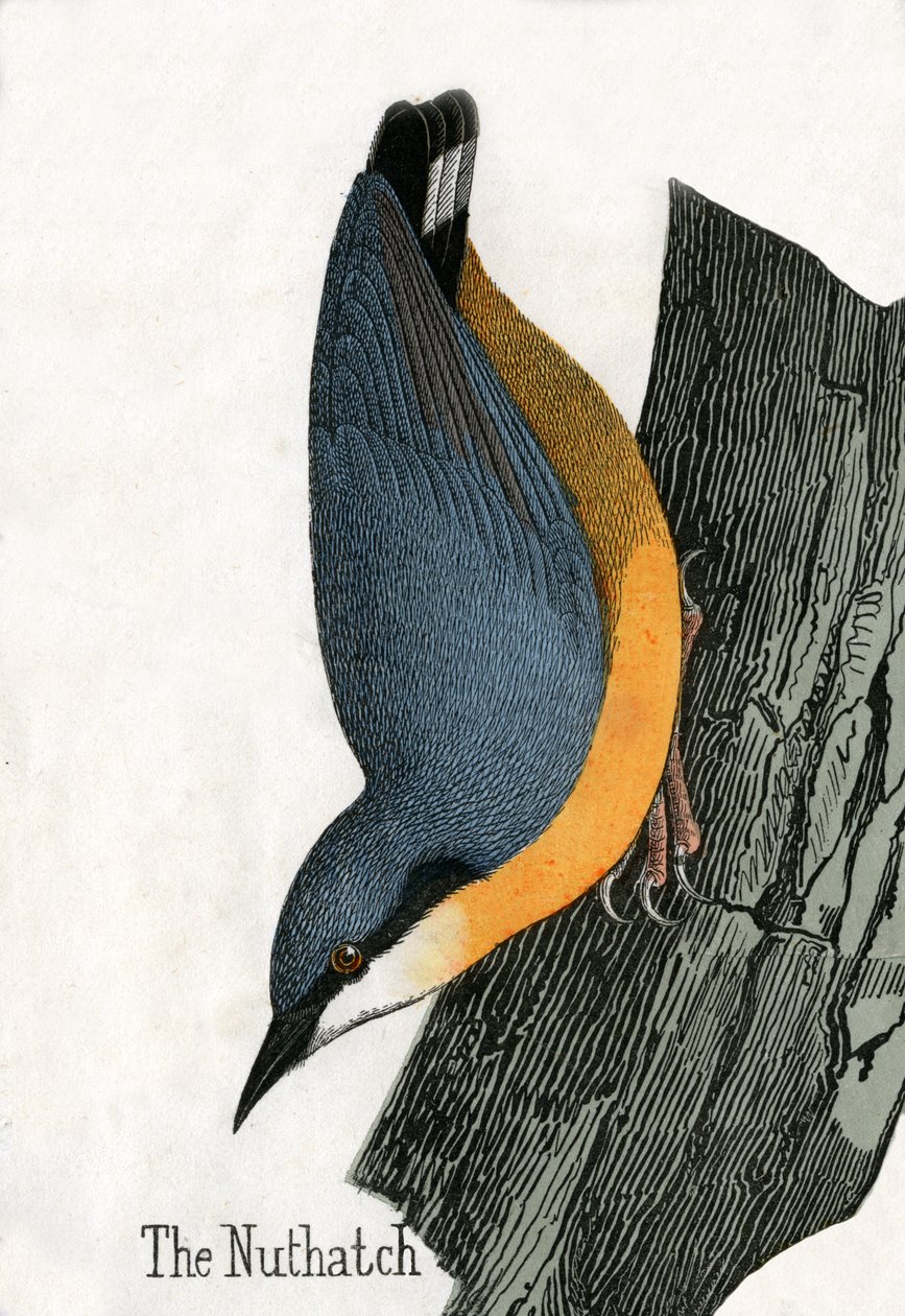 Antique Print of a Nuthatch by Scottish School