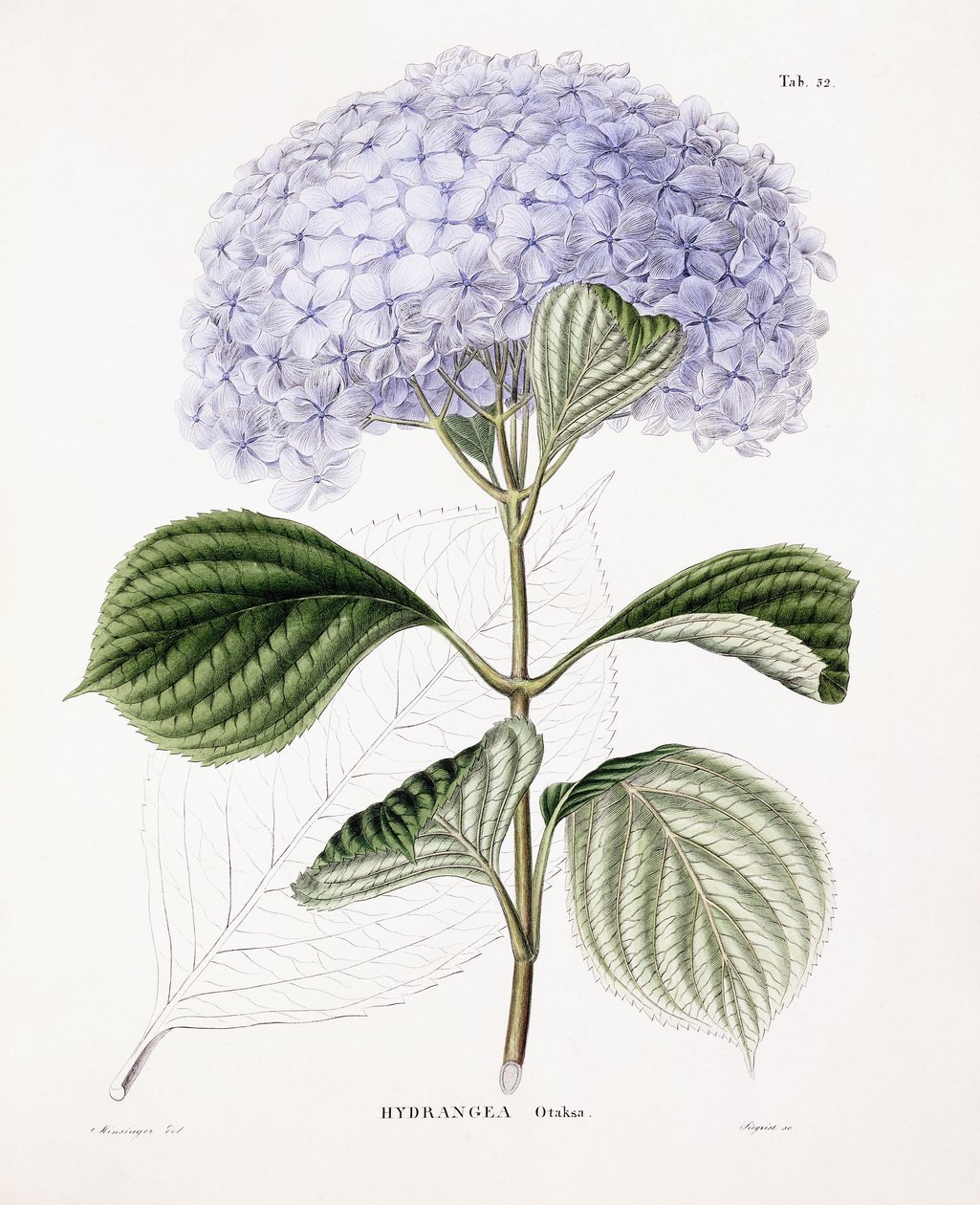 Hydrangea Ottaksa by Sebastian Minsinger