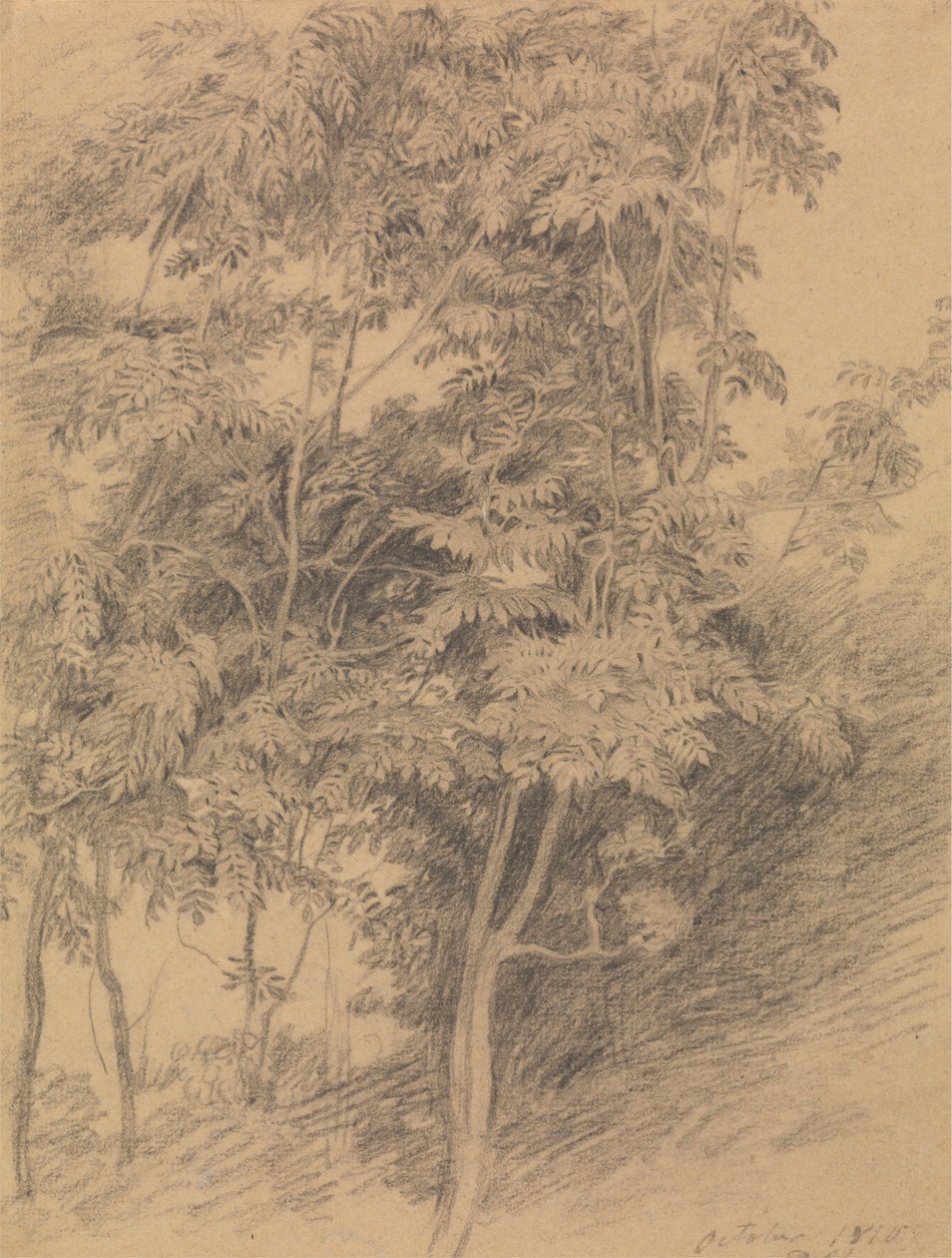Tree Study by Sir David Wilkie