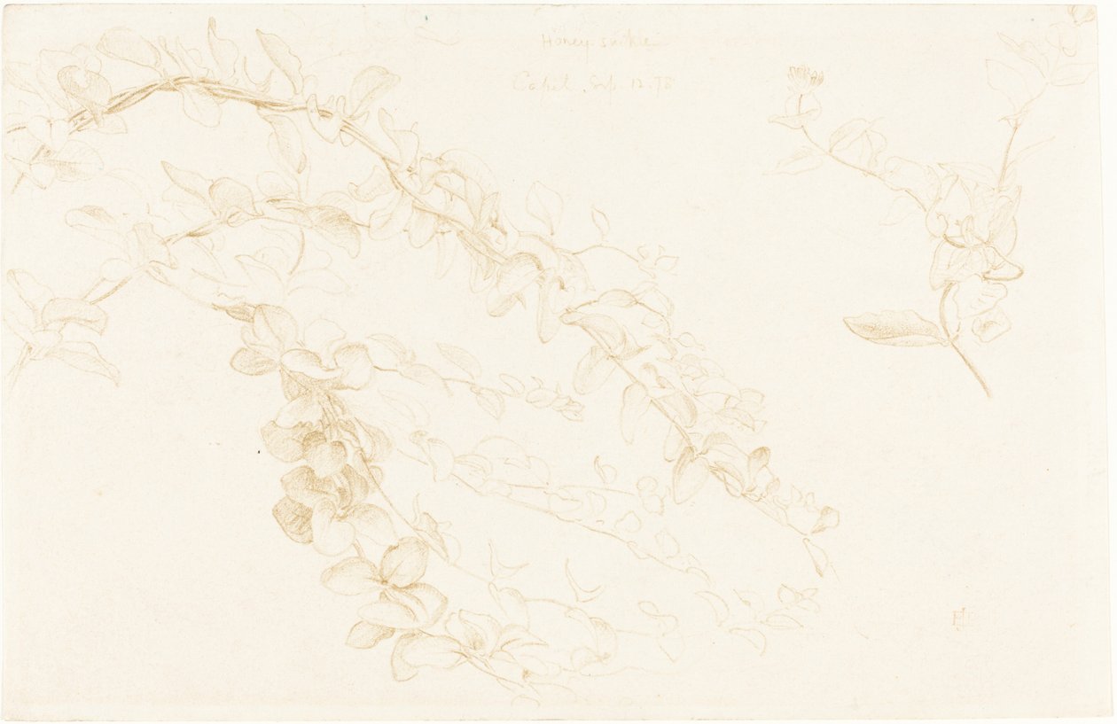 Honeysuckle by Sir Edward John Poynter