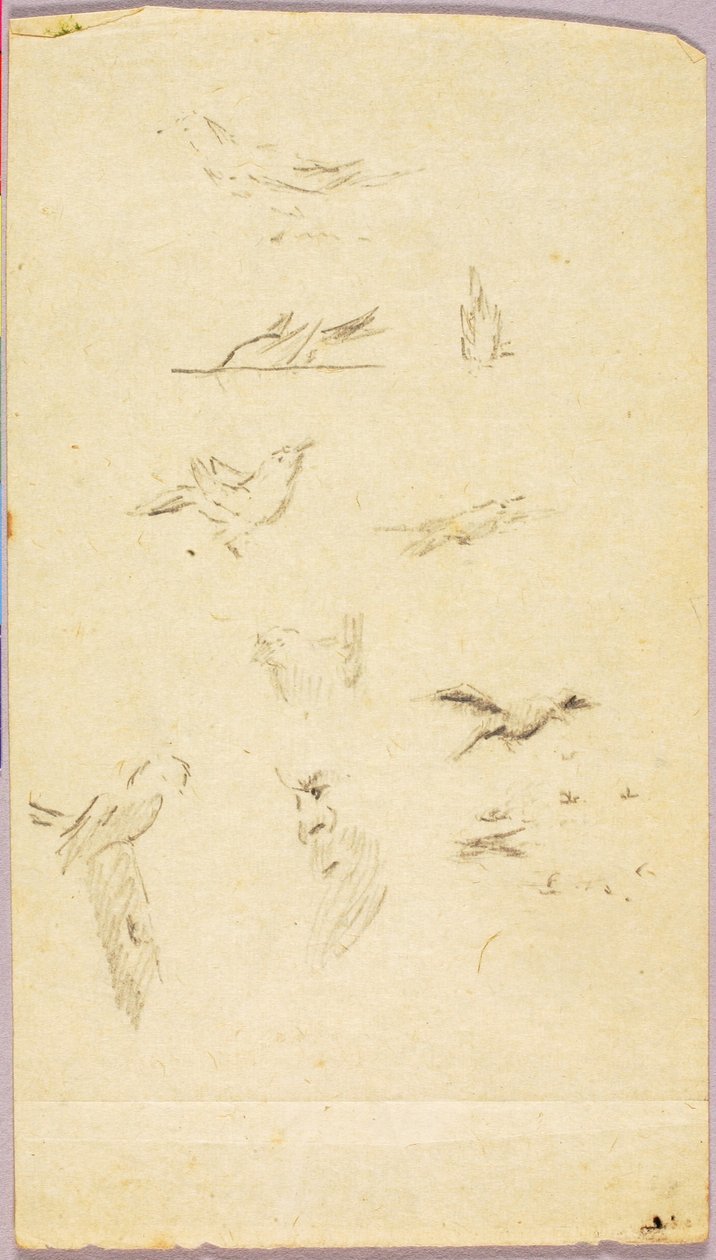 Birds by Solon H. Borglum