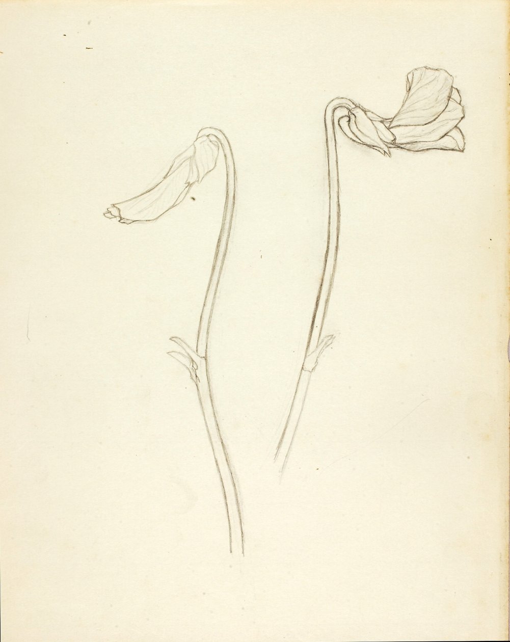 Closed and Open Flower by Solon H. Borglum