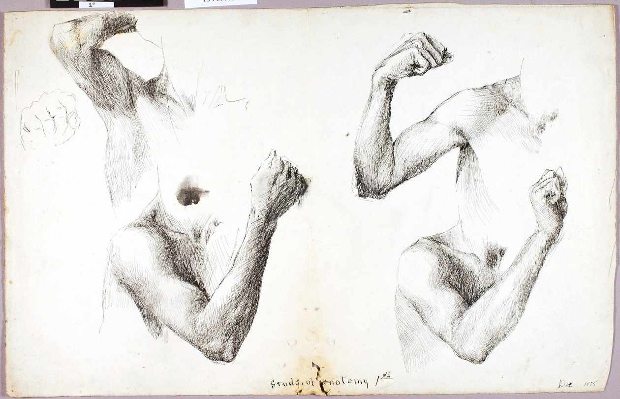 Four Arm Studies, #1 by Solon H. Borglum