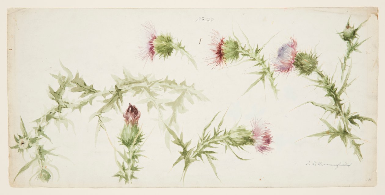 Six Studies of Thistles by Sophia L. Crownfield