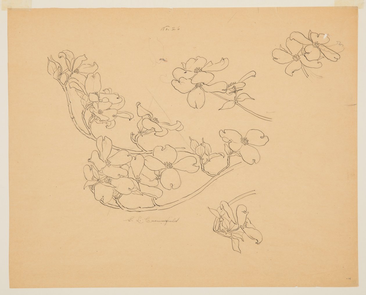 Study of Dogwood by Sophia L. Crownfield