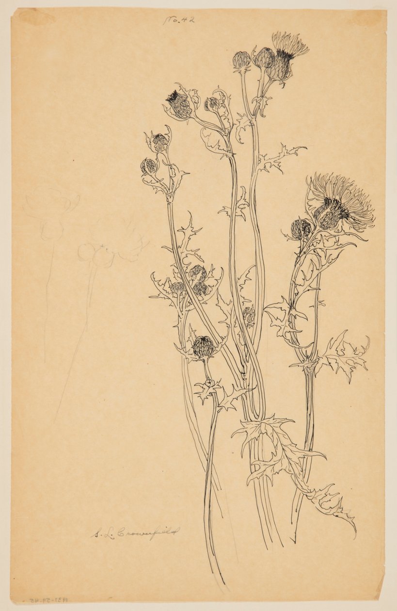 Study of Thistle Plants by Sophia L. Crownfield