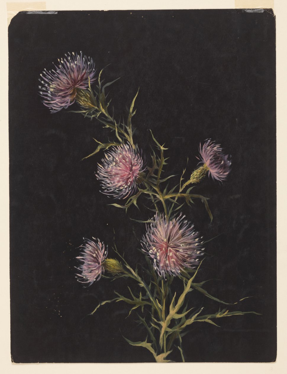 Study of Thistles by Sophia L. Crownfield