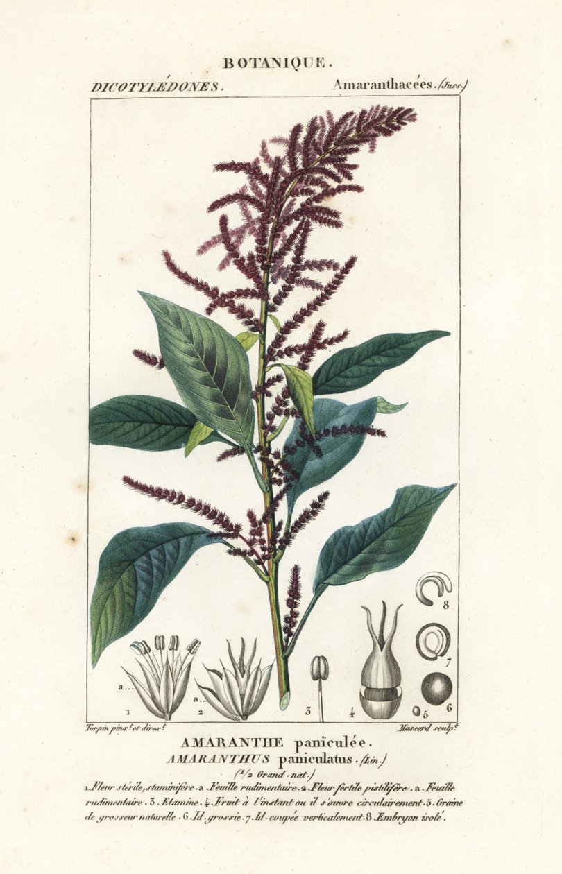 Blood Amaranth, Amaranthus cruentus by Stanghi Stanghi