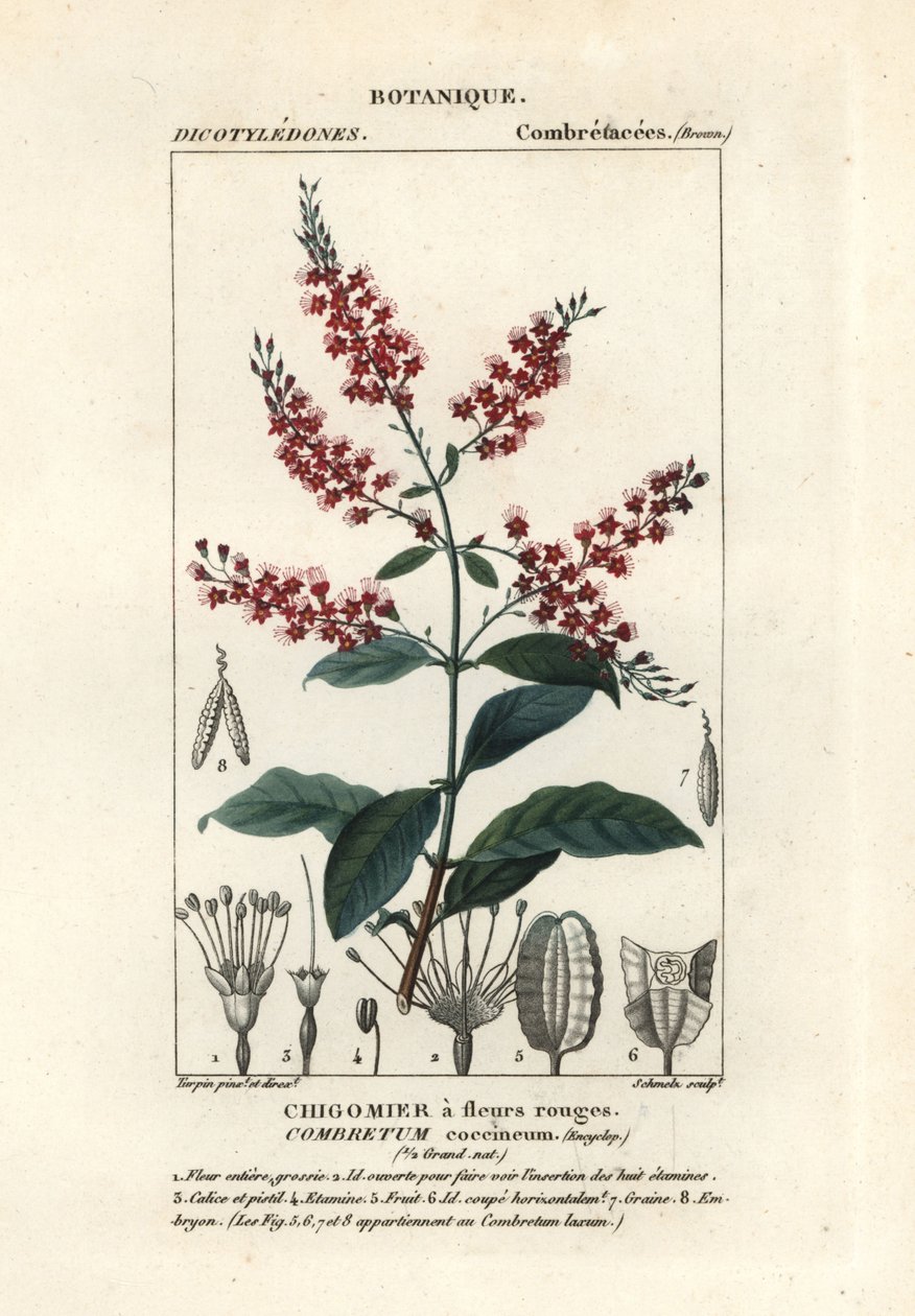 Bushwillow, Combretum coccineum by Stanghi Stanghi