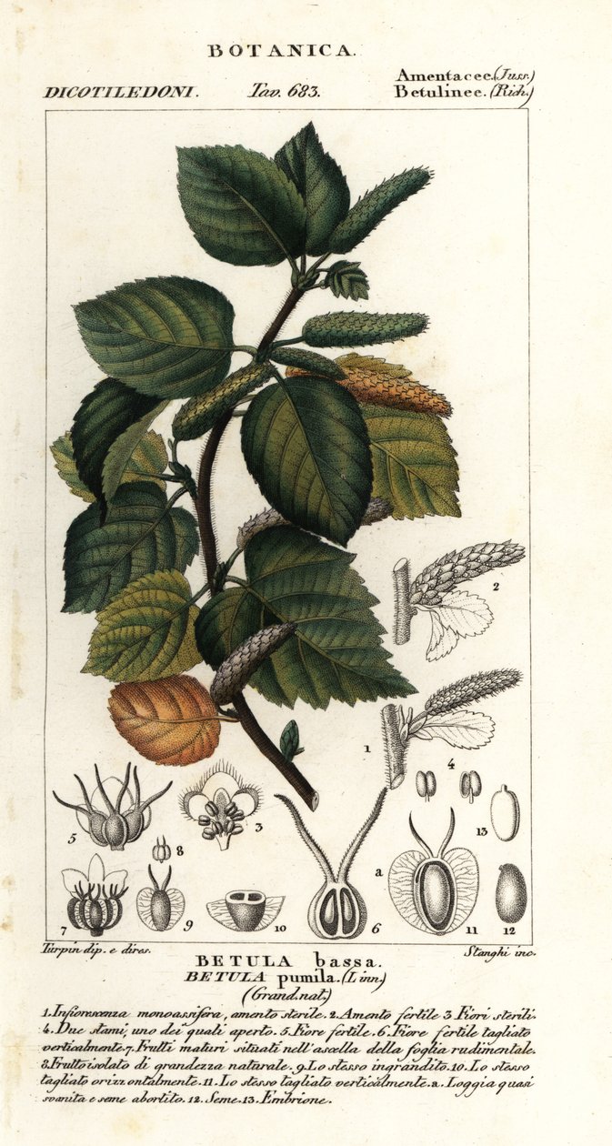 Dwarf birch, Betula pumila by Stanghi Stanghi