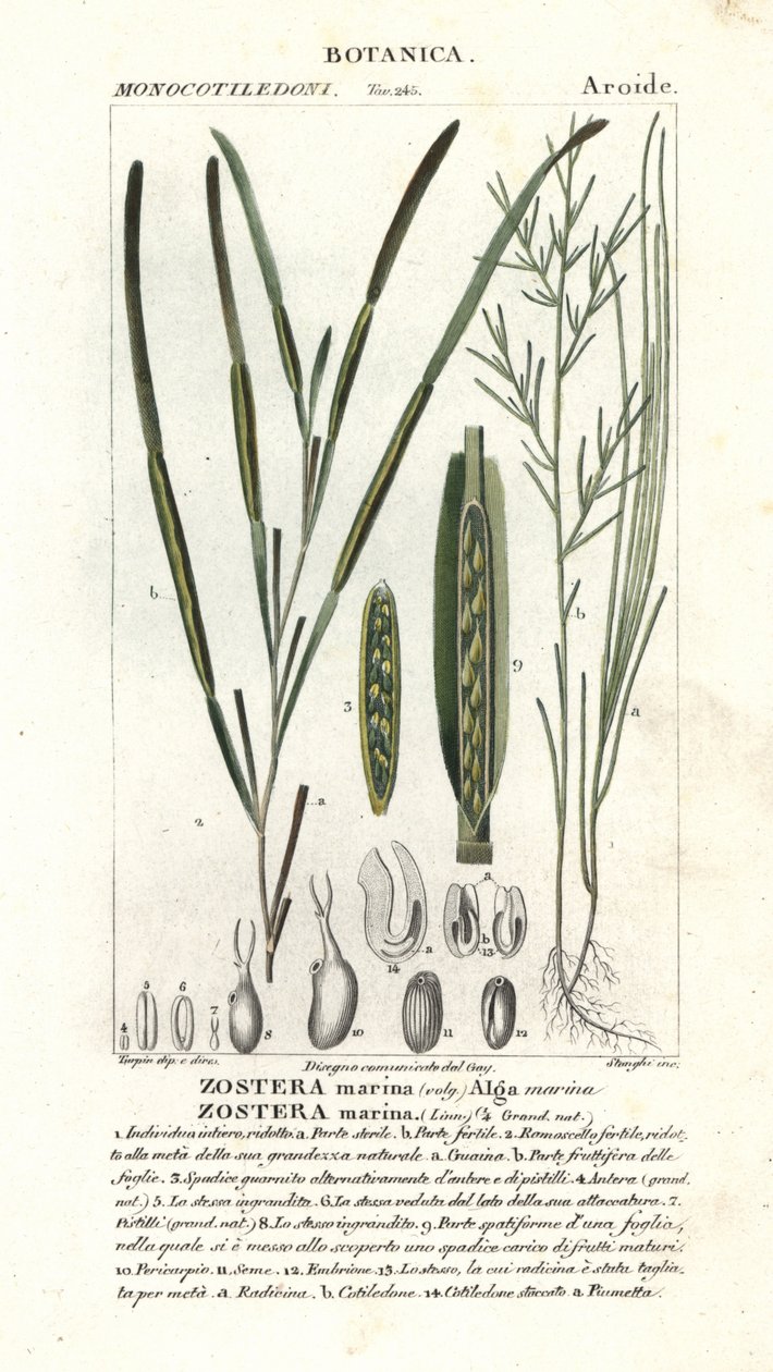 Eelgrass or seawrack by Stanghi Stanghi