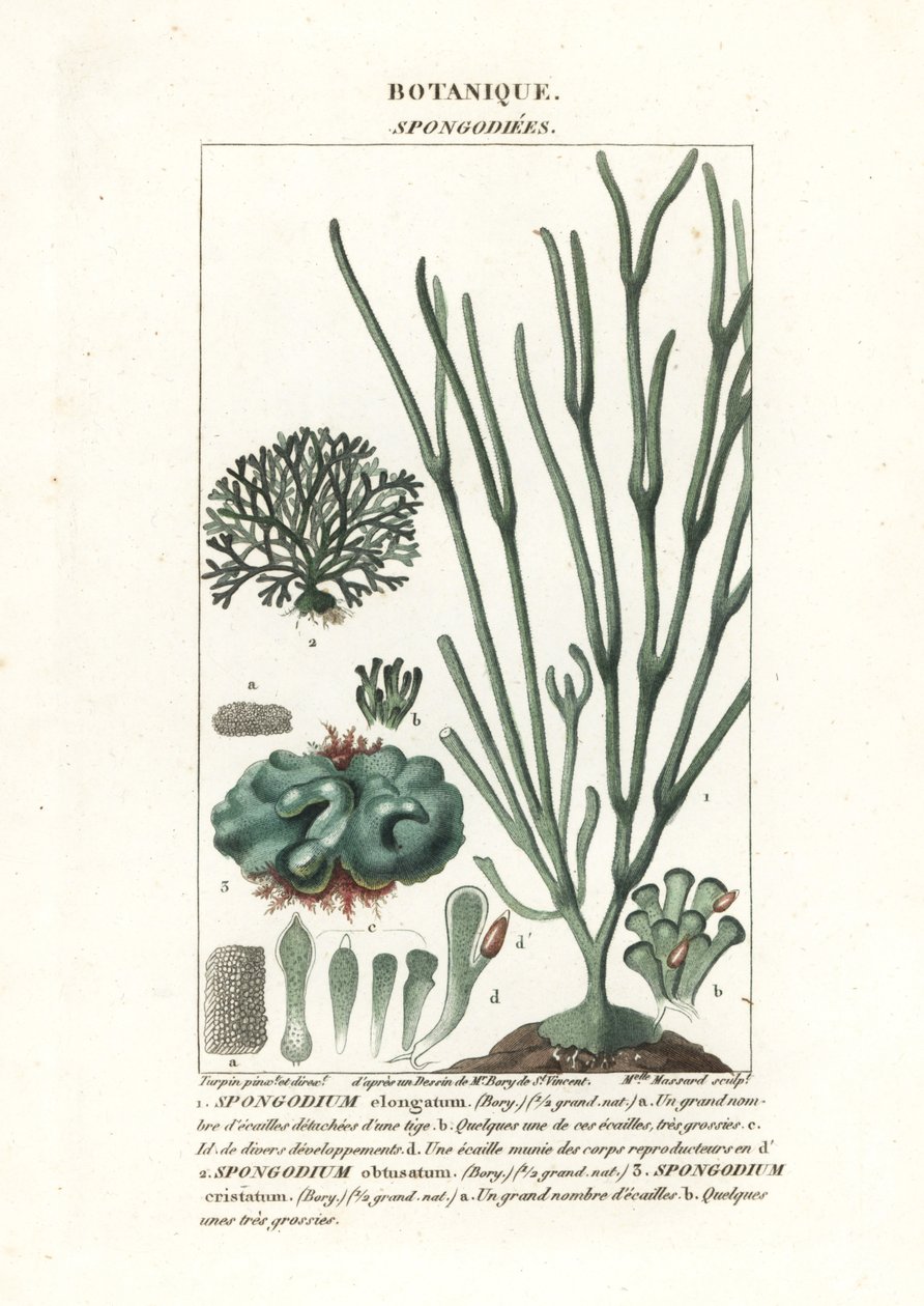 Green algae Spongodium species by Stanghi Stanghi