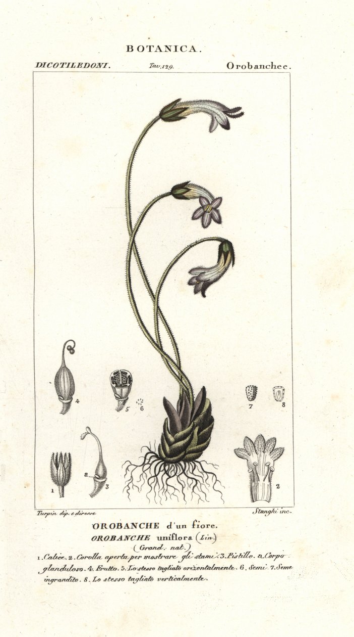 One-flowered broomrape by Stanghi Stanghi